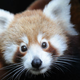 Red panda (handout/Getty Images)